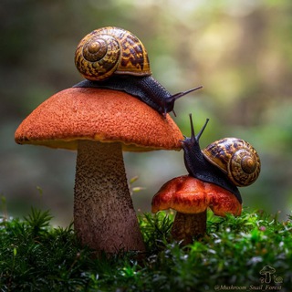 🍄‍🟫 ГРИБНИКИ ПОДМОСКОВЬЯ
