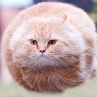 Отборные горячие киски