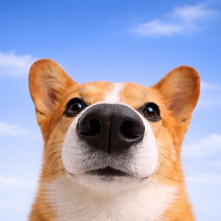 Boop