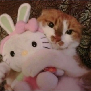 Copium Meow