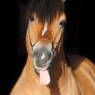 Equine Stickers
