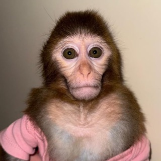 NALA MONKEY