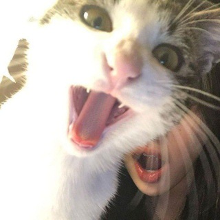 HarmonyHub | Chat