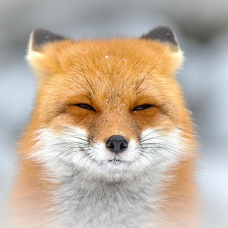 Oklahoma Furs