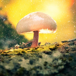 LUT_Color Grading- Photoshop - Premiere...
